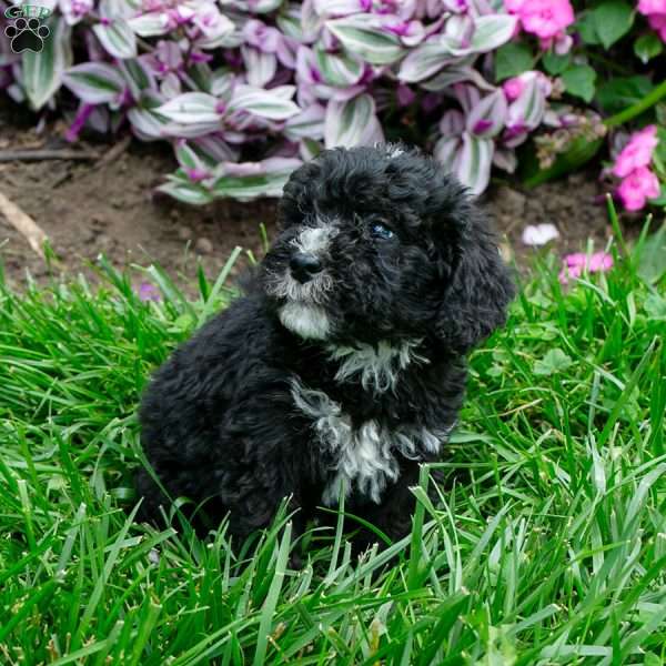 Coco, Bernedoodle Puppy